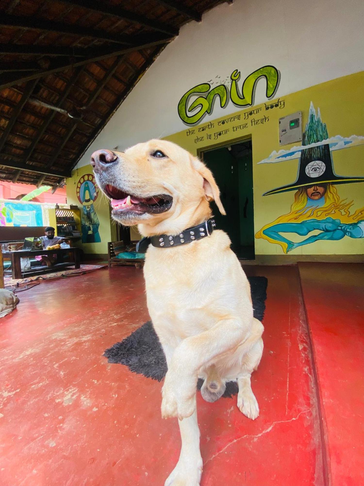 Gaia Hostels Anjuna Exterior photo